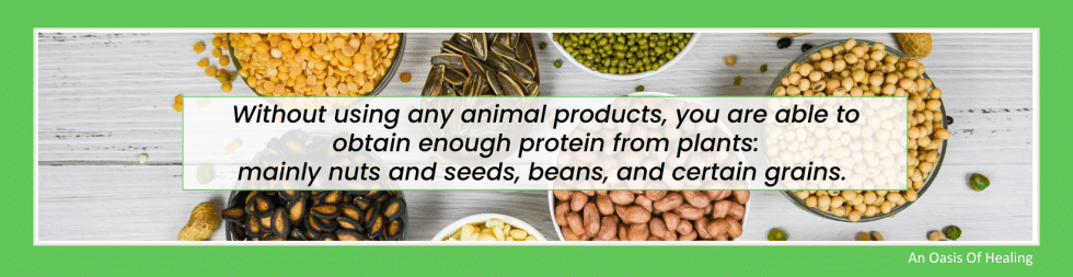 Infographic on plant-based protein sources